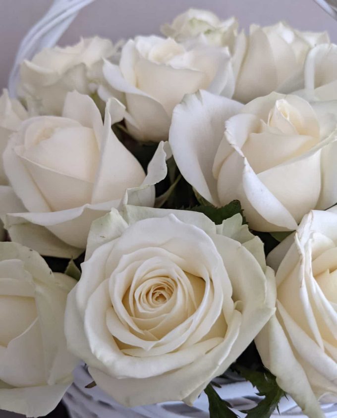 красивые белые розы