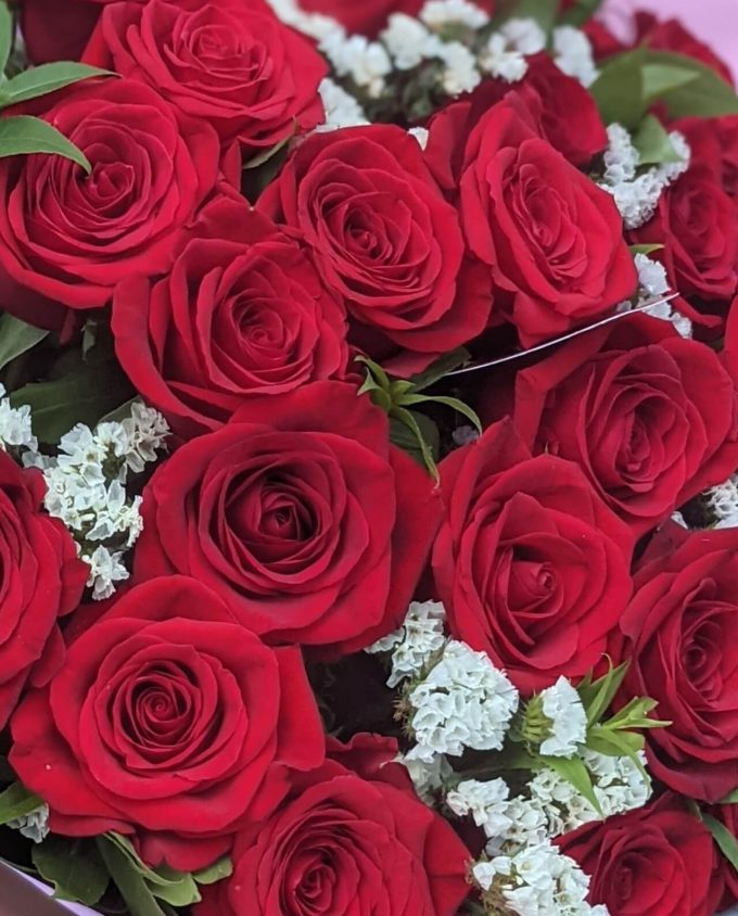 25 красных бархатных роз