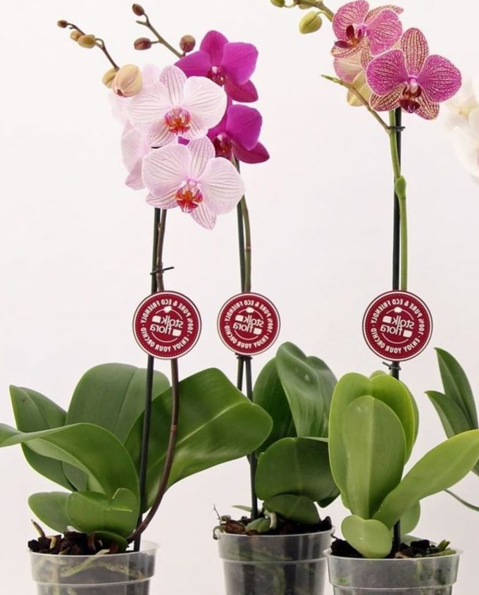 орхидея в горшке купить в гомеле