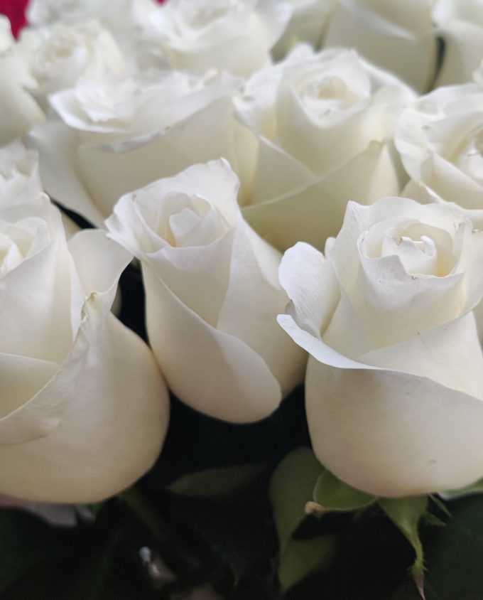 Белые розы поштучно в гомеле
