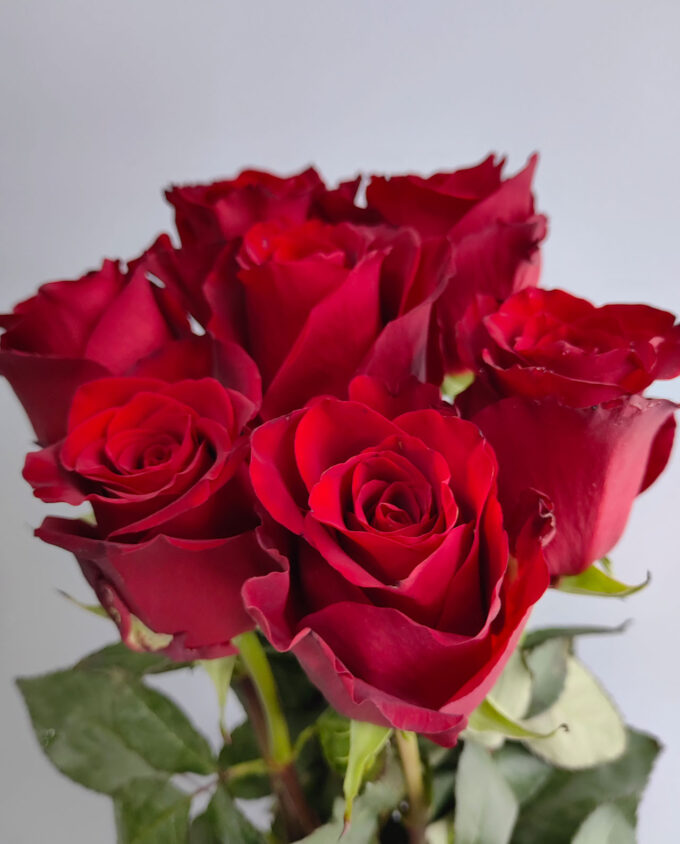 розы бархатные гомель цветы с доставкой