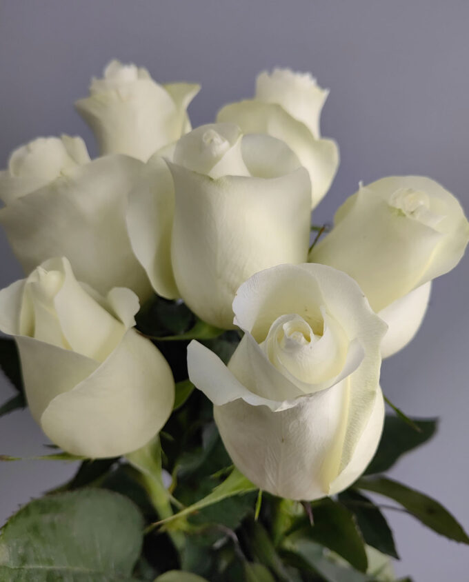 розы белые в гомеле доставка цветов
