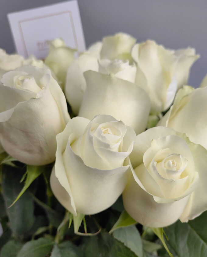 розы белые в гомеле доставка цветов
