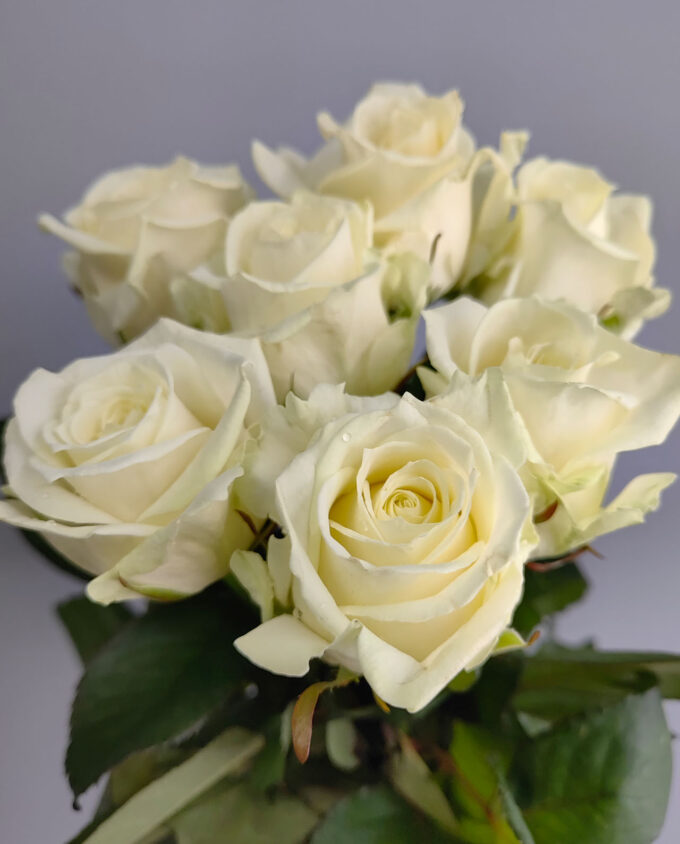 белые пионовидные розы в гомеле доставка цветов