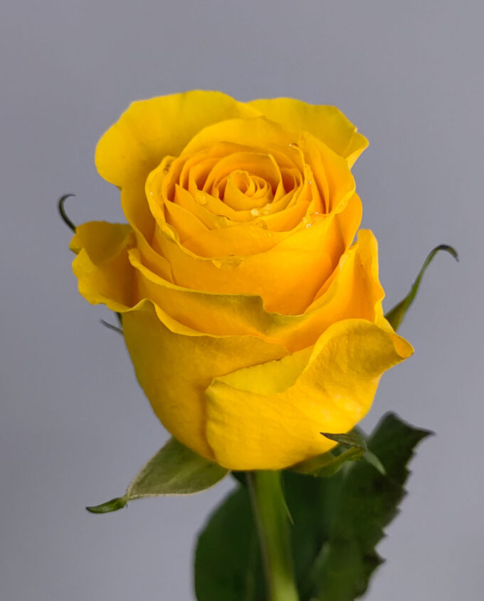 желтые розы гомель цветы купить